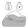 Férfiaknak vagina és ánusz maszturbátor Streetgirl's #3 Black