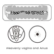 Realisztikus vagina és ánusz maszturbátor Virgin-skin blowout double side stroker vagina and anus